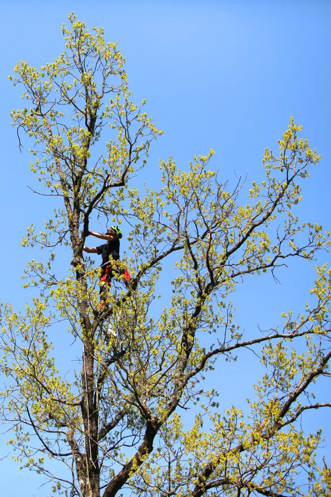 arborist-na-drevesu arborist obrezuje krošnjo drevesa