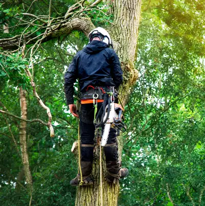 arborist pri delu nosi zaščitno opremo